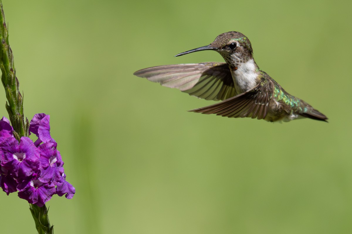 Ruby-throated Hummingbird - ML646348041