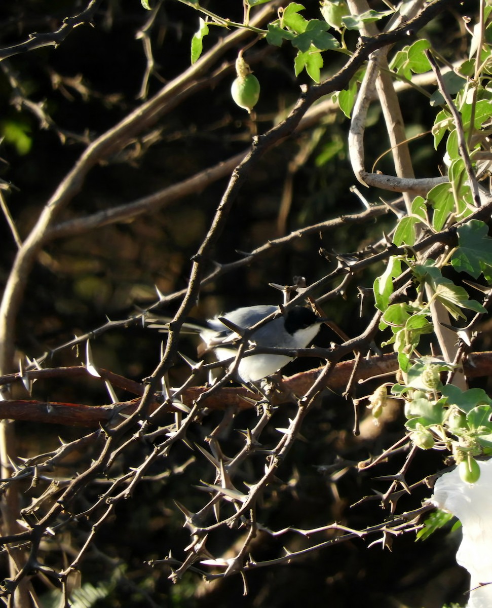 Tropical Gnatcatcher - ML646348042