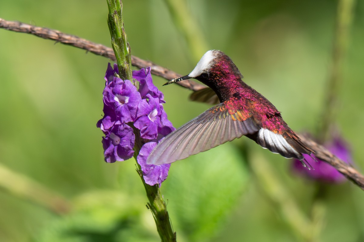 Snowcap - ML646348047