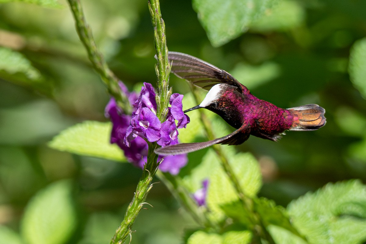 Snowcap - ML646348048