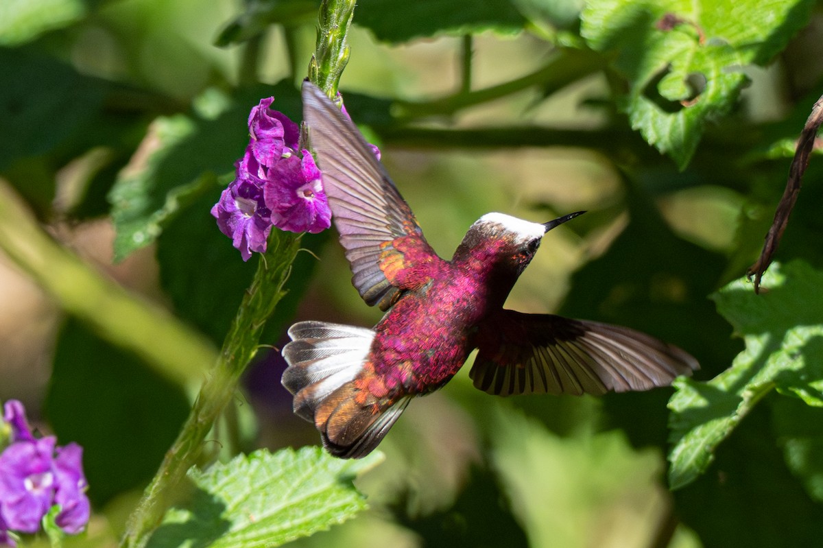 Snowcap - ML646348049