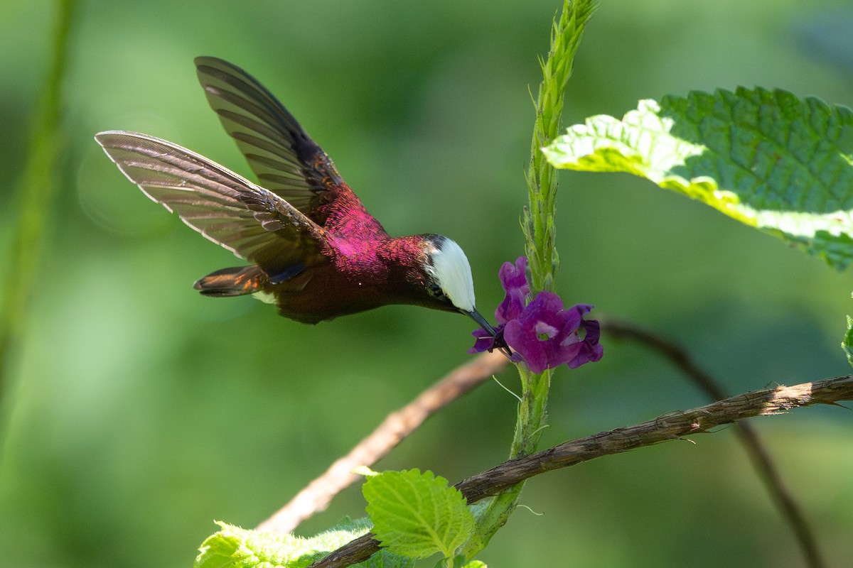 Snowcap - ML646348050