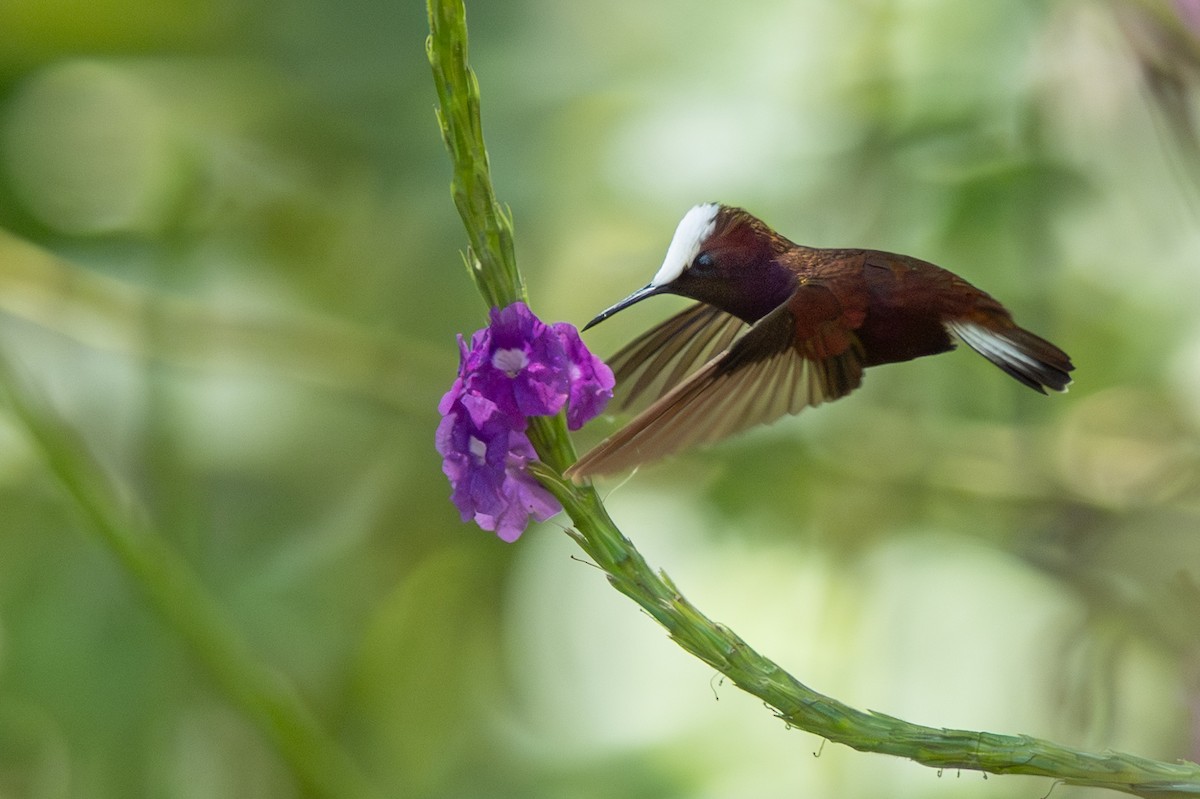 Snowcap - ML646348051