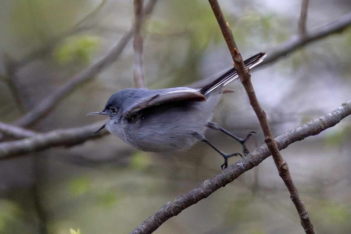 Blue-gray Gnatcatcher - ML646348055