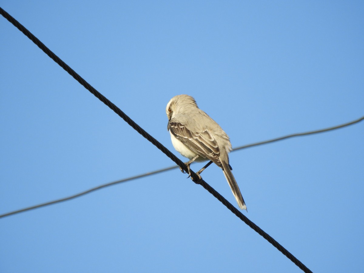 Tropikal Taklitçi - ML646348059