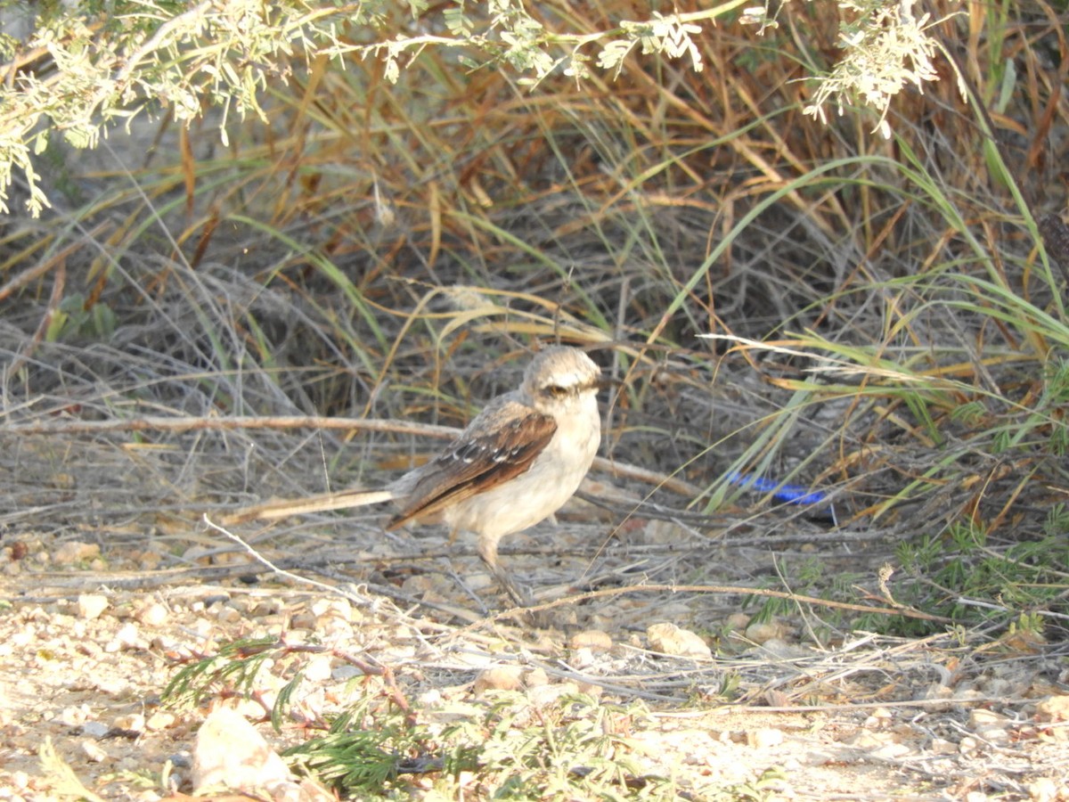 Tropikal Taklitçi - ML646348060