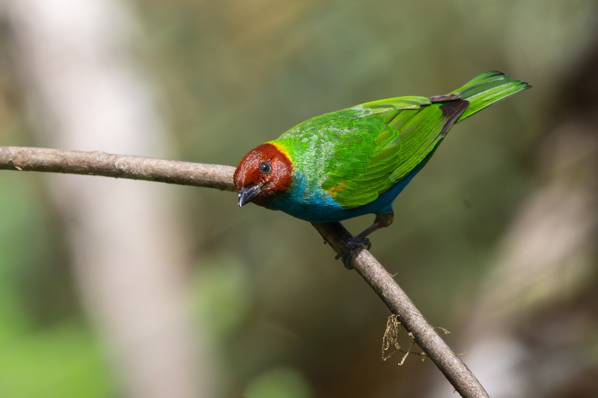 Bay-headed Tanager - ML646348065