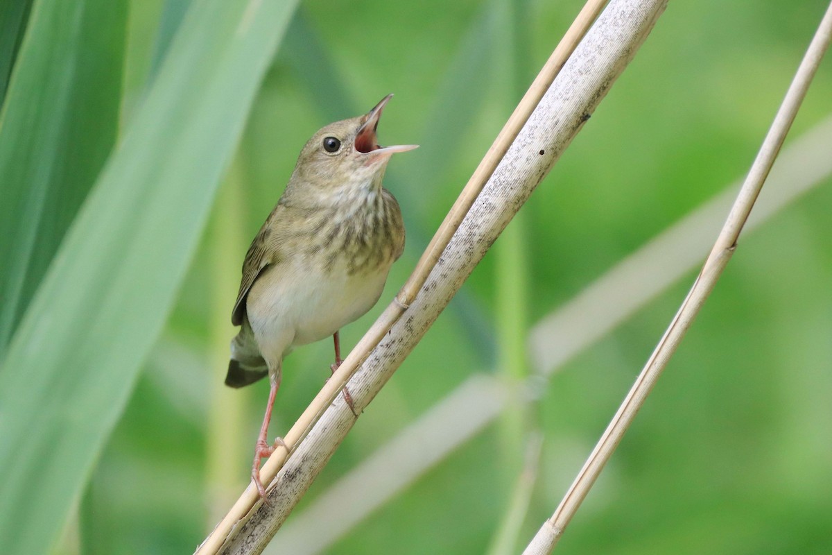 River Warbler - ML646348074
