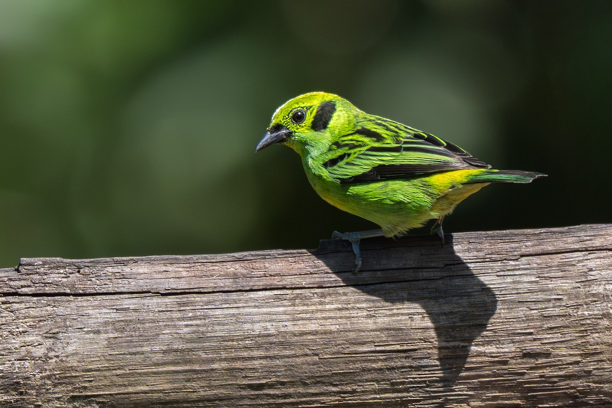Emerald Tanager - ML646348085