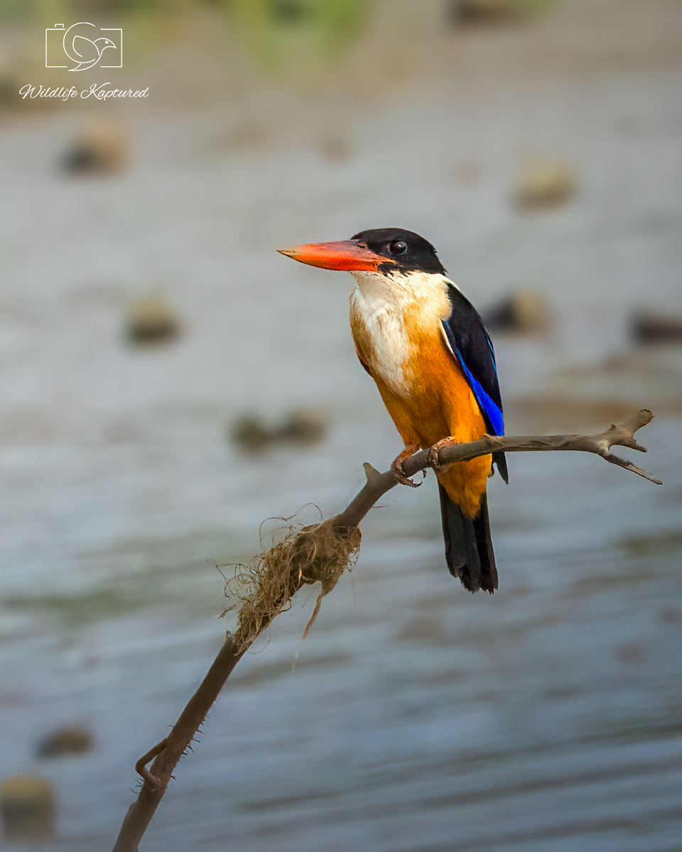 Black-capped Kingfisher - ML646348087