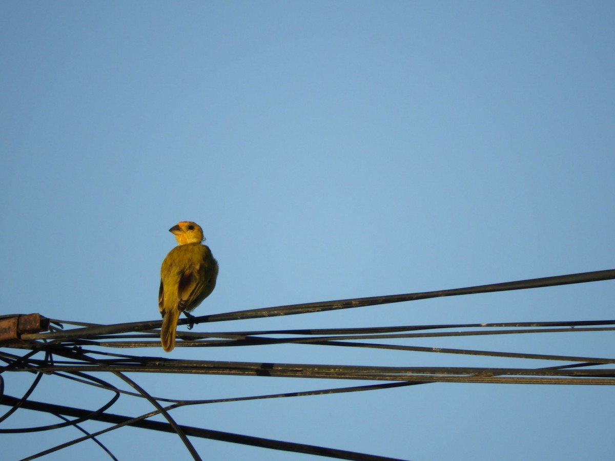 Saffron Finch - ML646348088