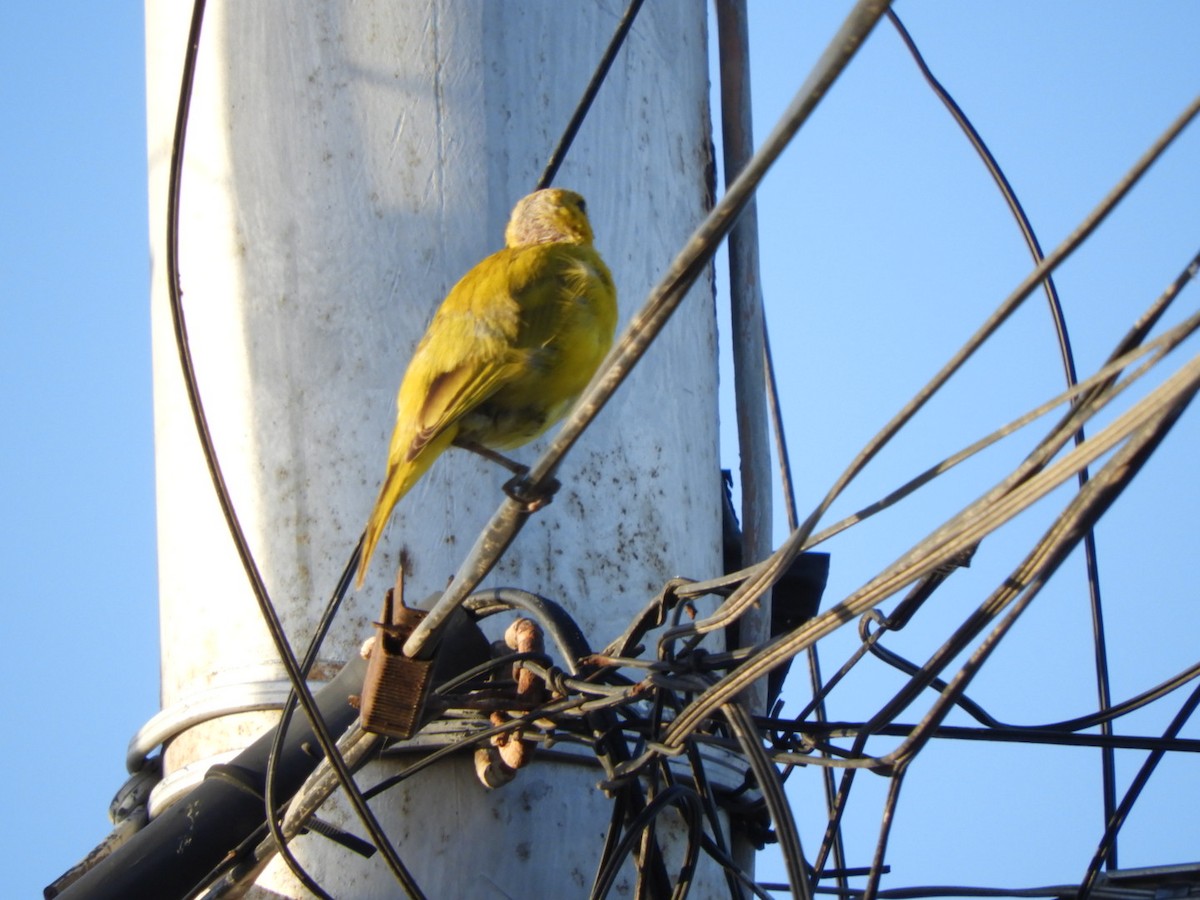 Saffron Finch - ML646348089