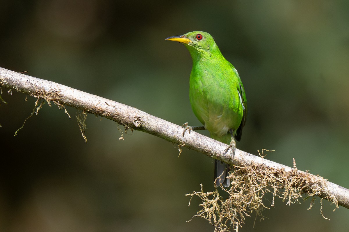 Green Honeycreeper - ML646348090