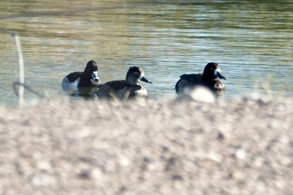 Greater Scaup - ML646348093