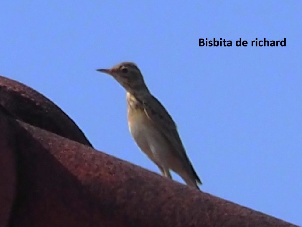 linduška velká - ML646348094