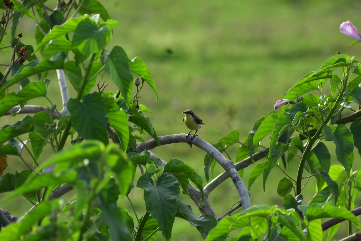 Purple-rumped Sunbird - ML646348097