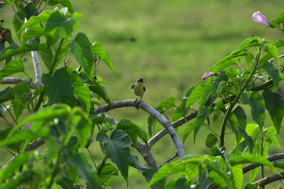 Purple-rumped Sunbird - ML646348098