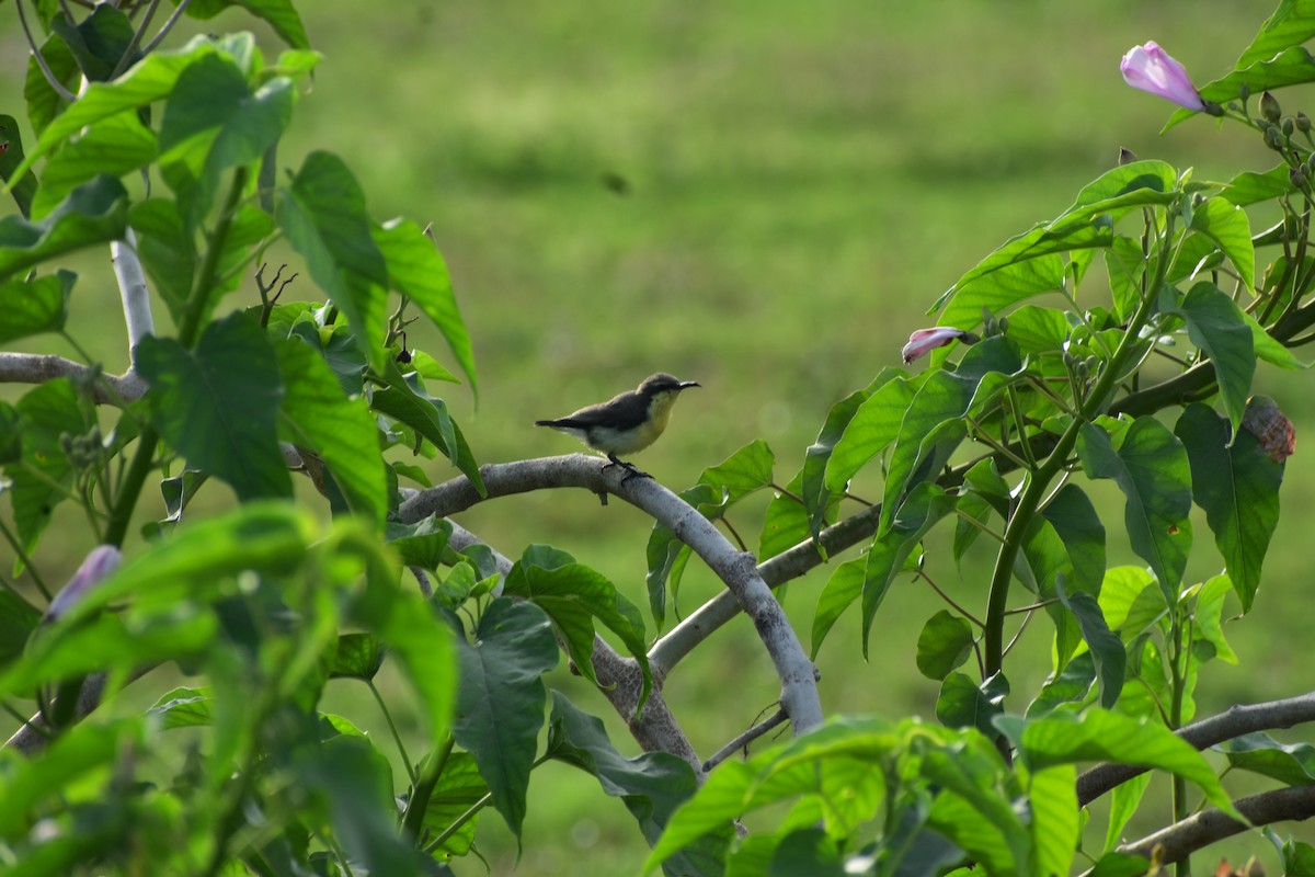 Purple-rumped Sunbird - ML646348099