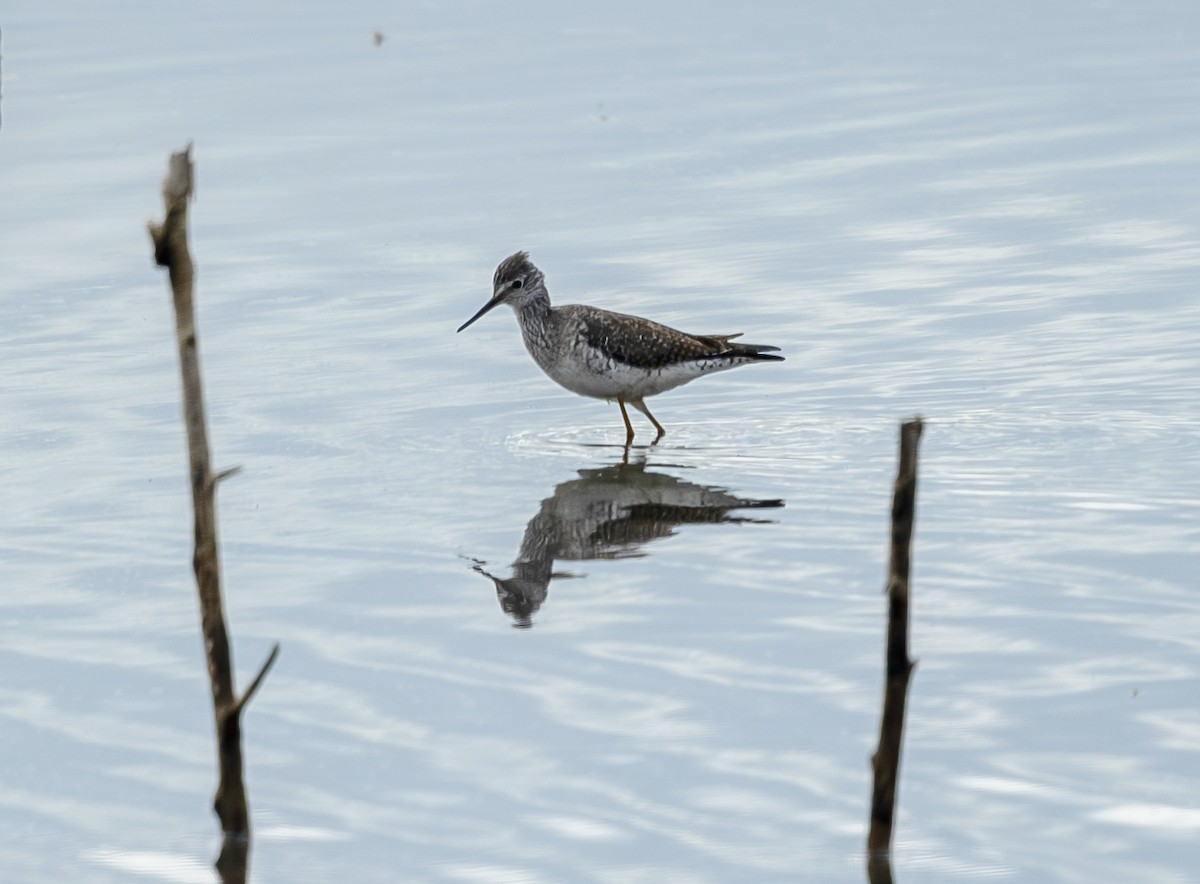 Archibebe Patigualdo Chico - ML646348101