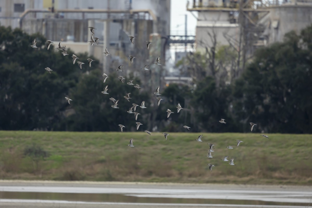 Correlimos Común - ML646348102