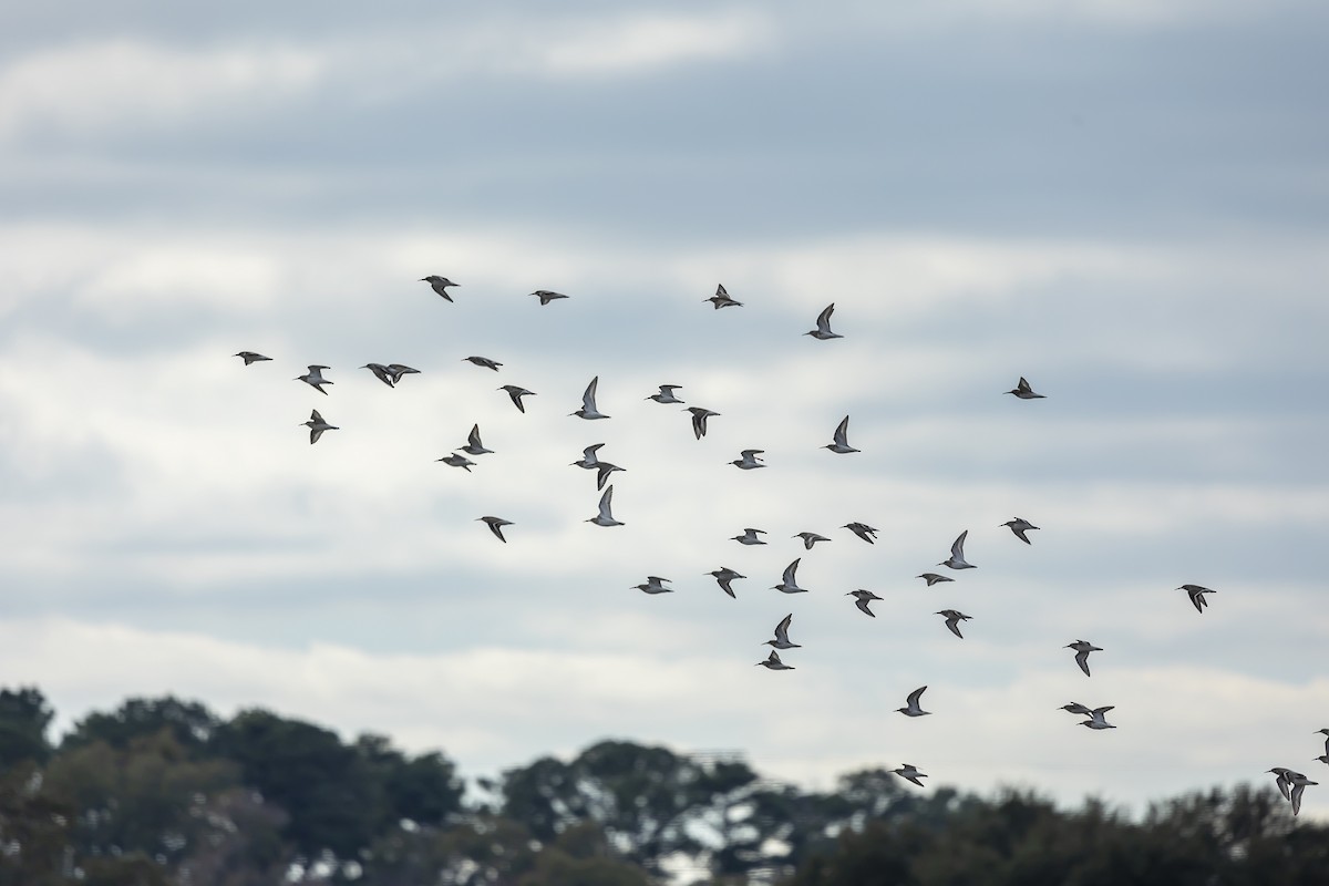 Correlimos Común - ML646348103