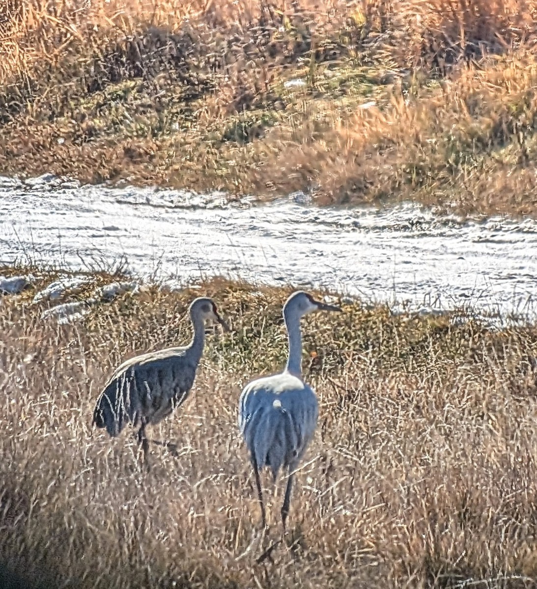 Sandhill Crane - ML646348104