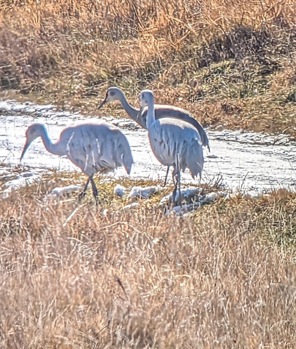 Sandhill Crane - ML646348105