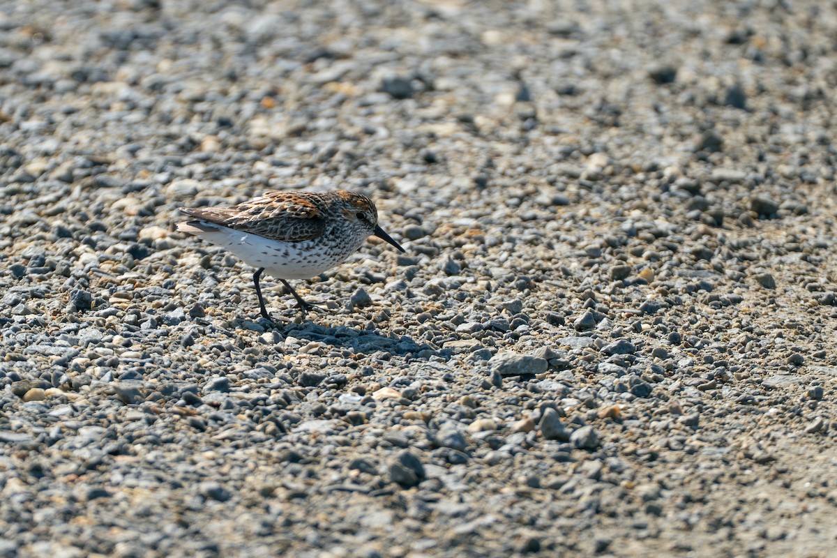 西濱鷸 - ML646348106