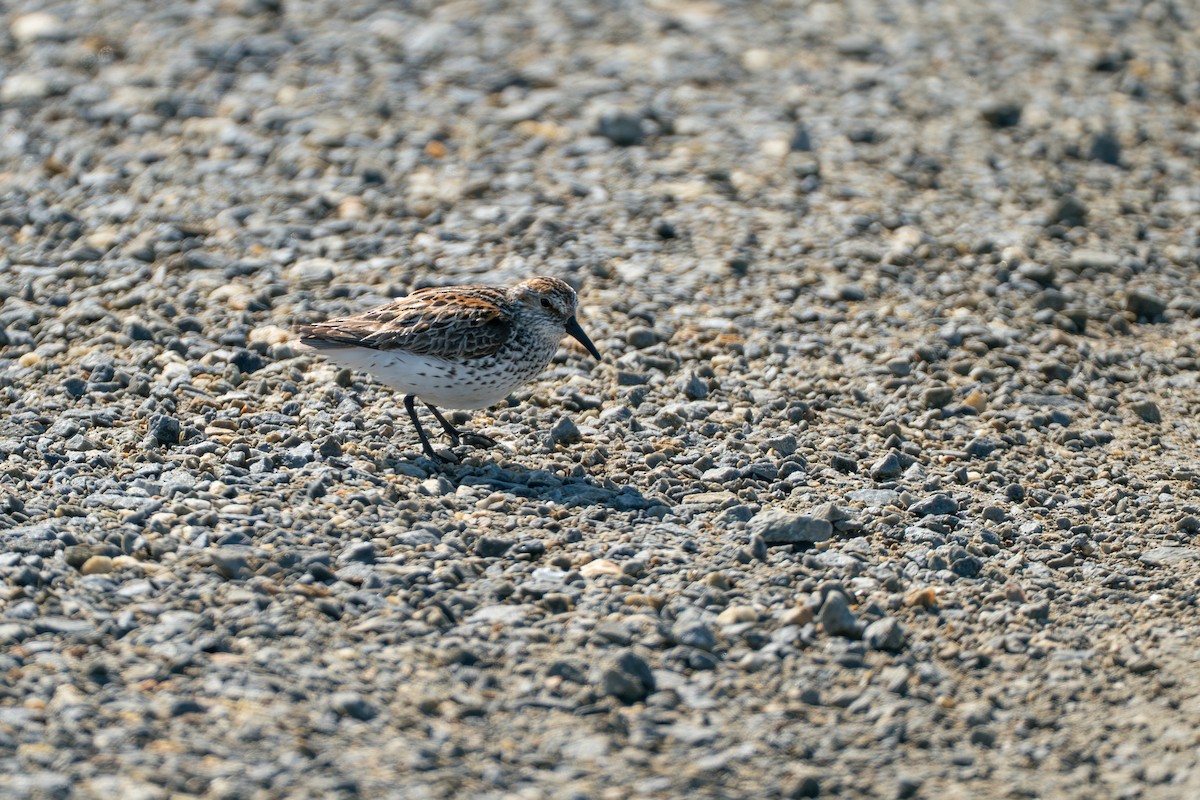 西濱鷸 - ML646348107