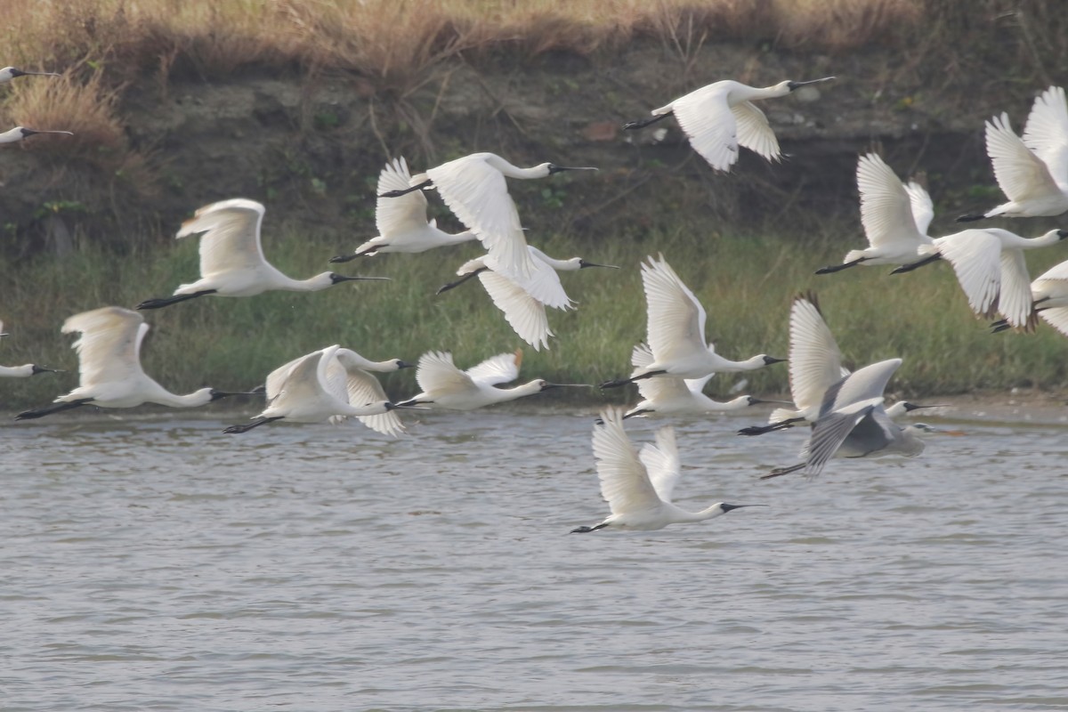 kolpík malý - ML646348109