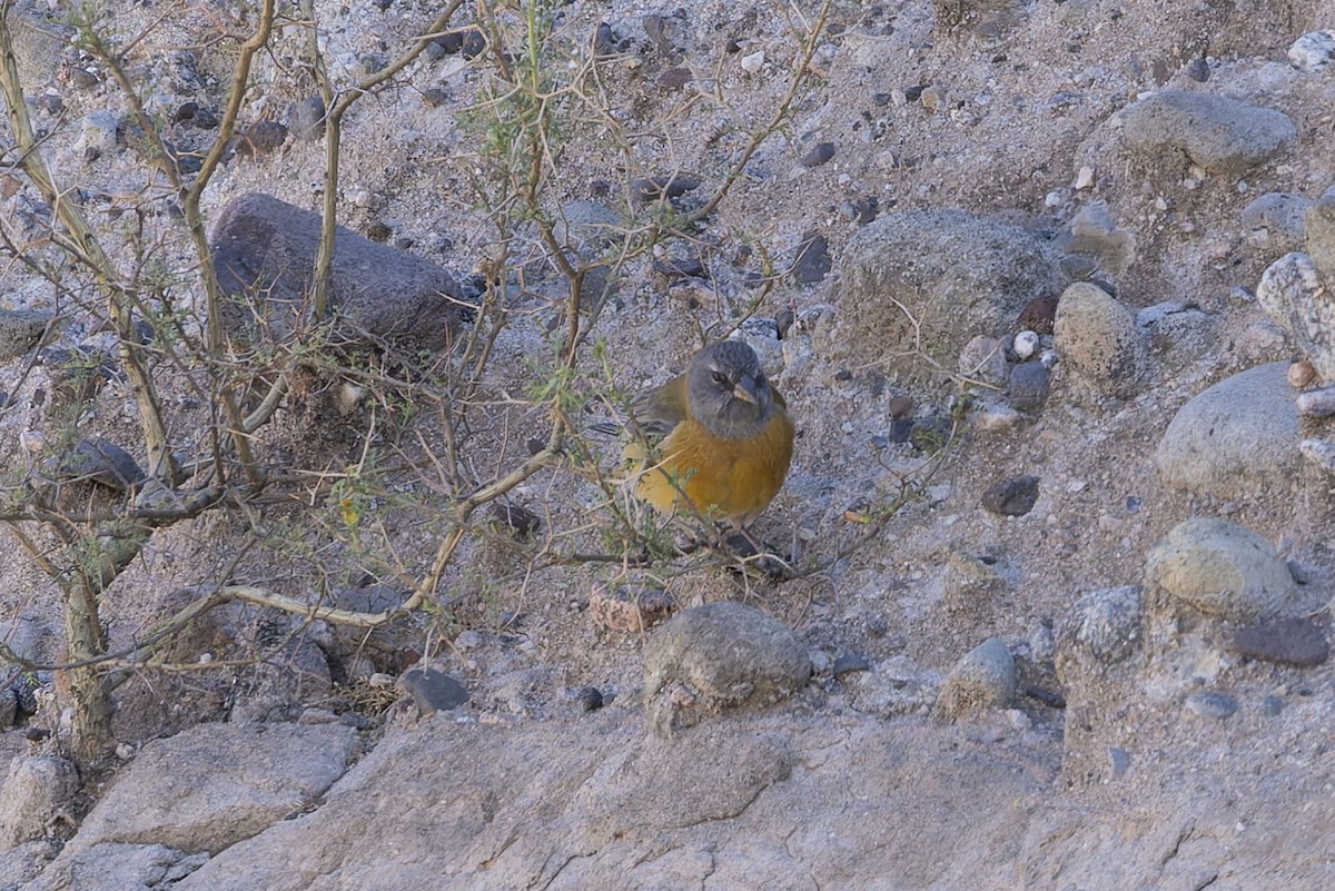 Gray-hooded Sierra Finch - ML646348110
