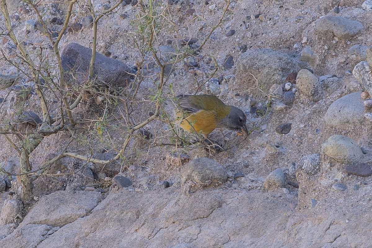 Gray-hooded Sierra Finch - ML646348111