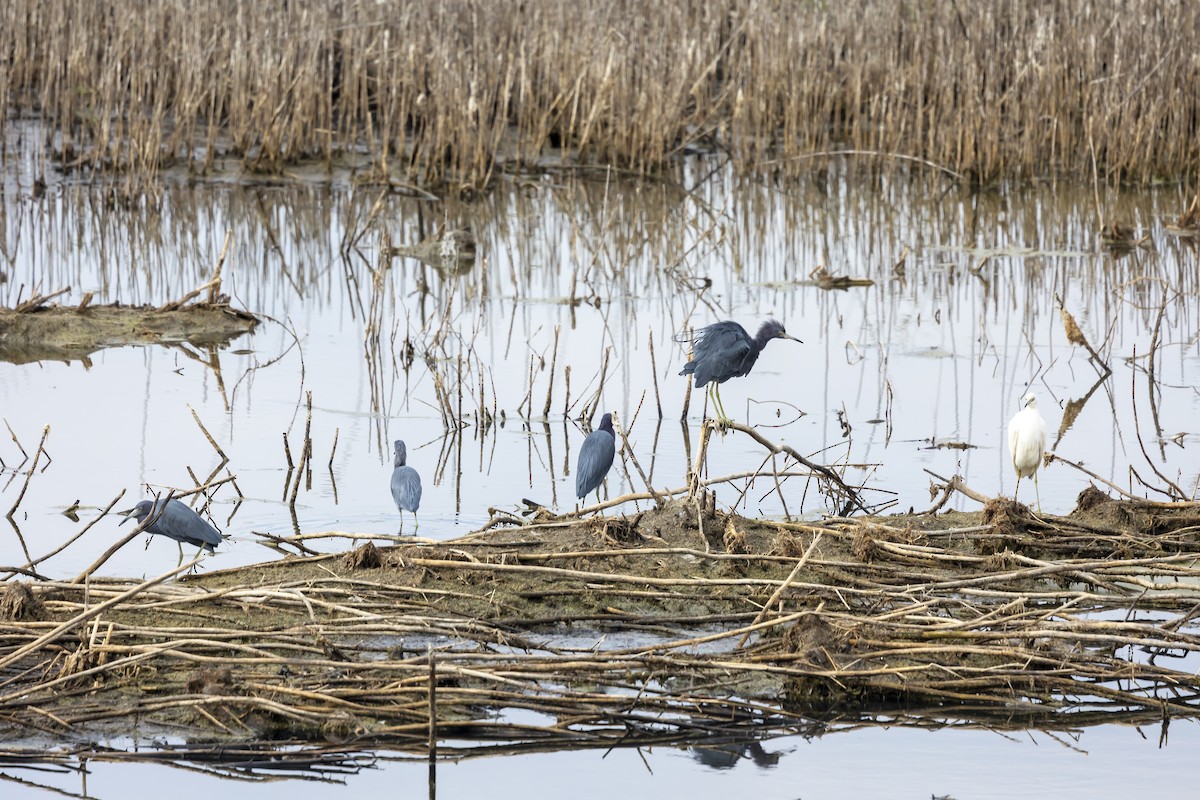 Garceta Azul - ML646348112
