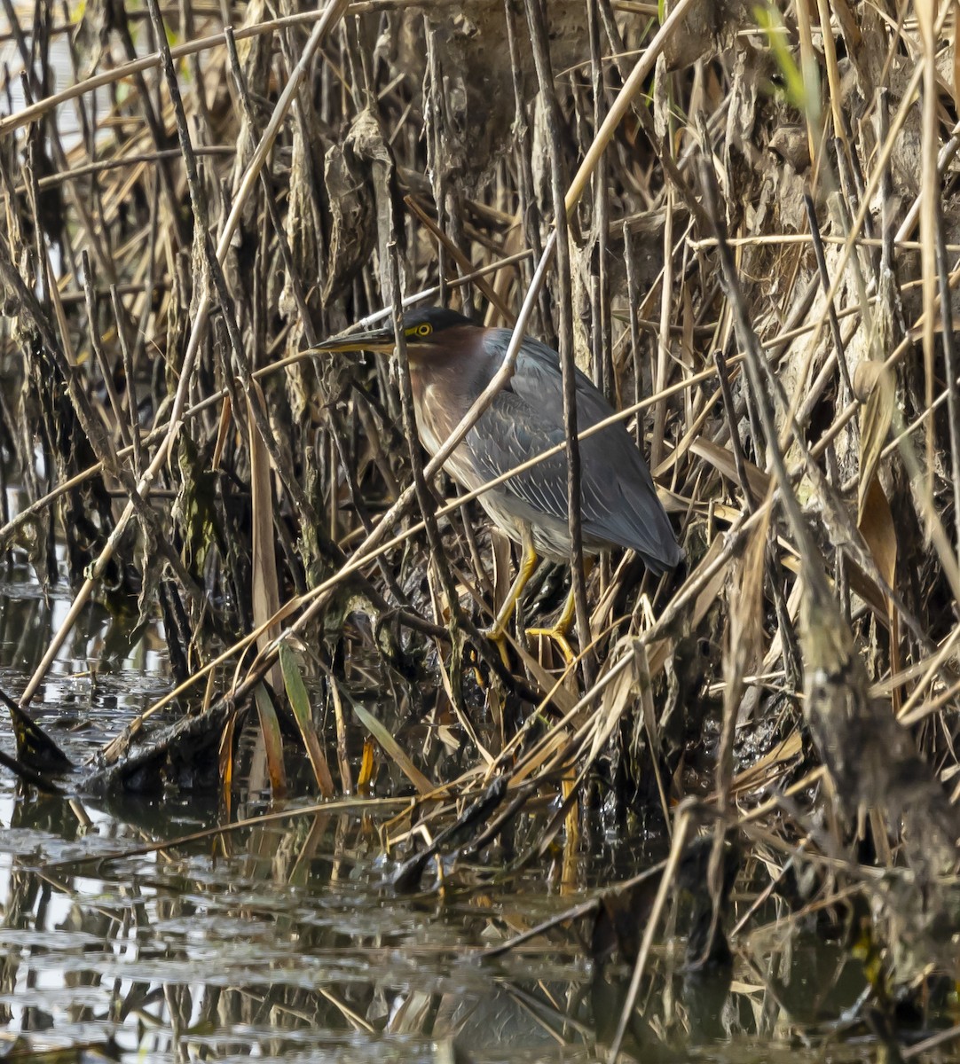 Garcilla Verde - ML646348114