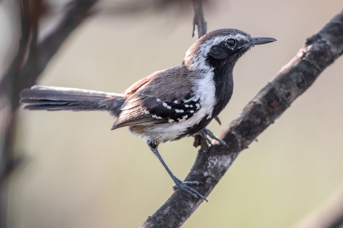 Sincora Antwren - ML646348115