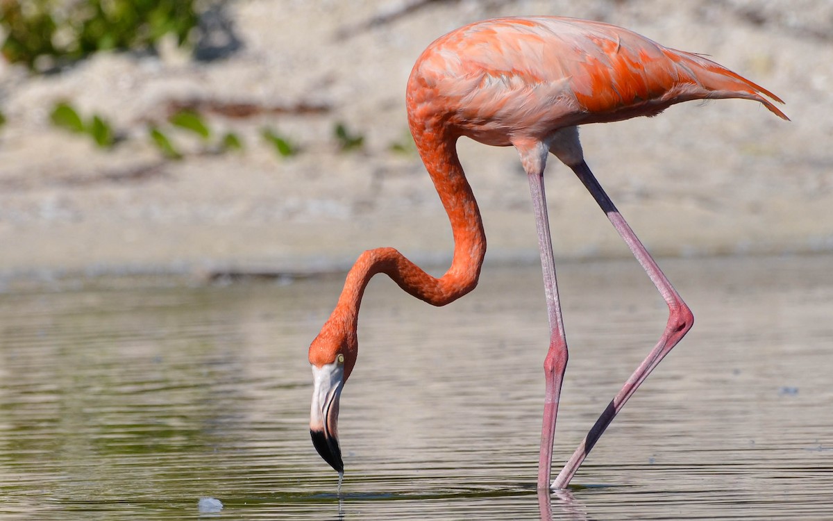 American Flamingo - ML646348122