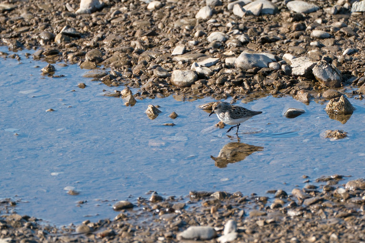 Bécasseau semipalmé - ML646348123