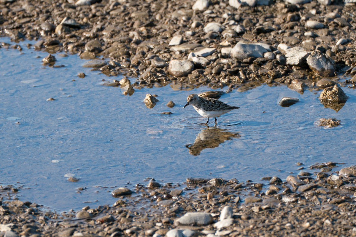 Bécasseau semipalmé - ML646348126