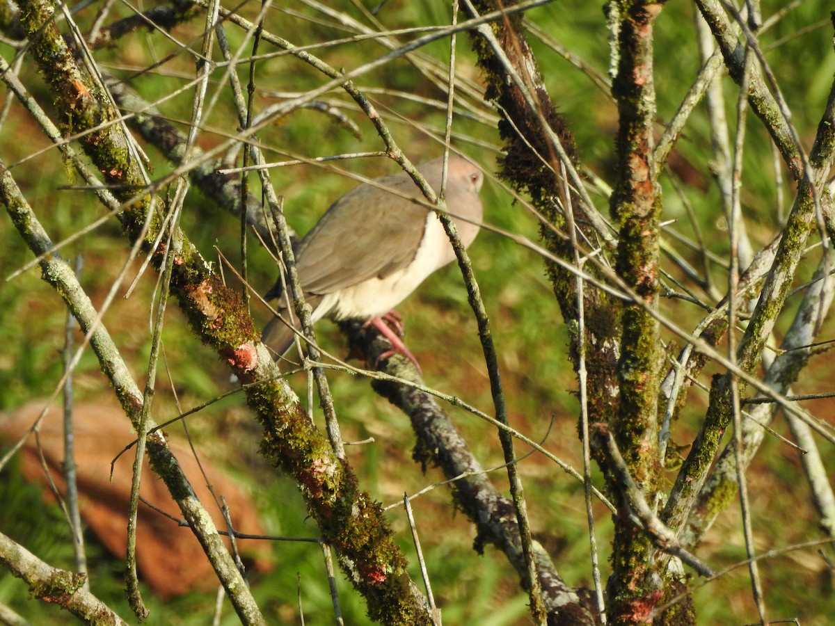 White-tipped Dove - ML646348127