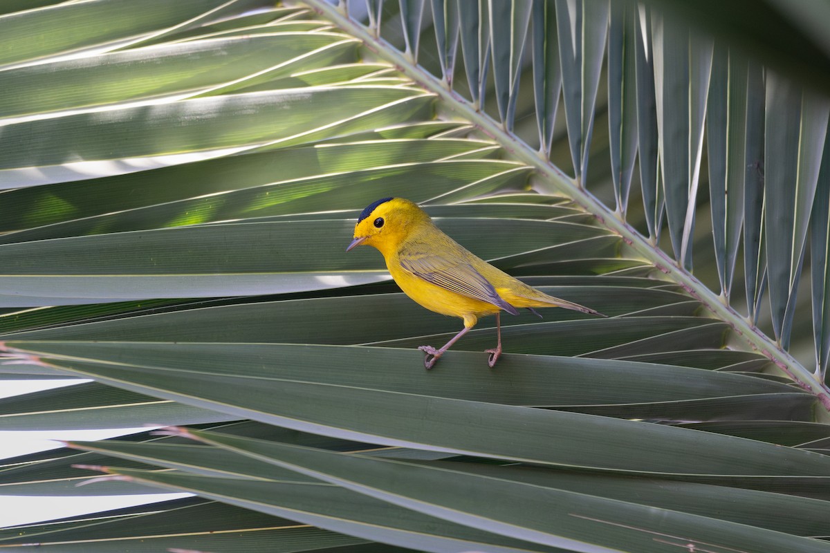 Wilson's Warbler - ML646348130