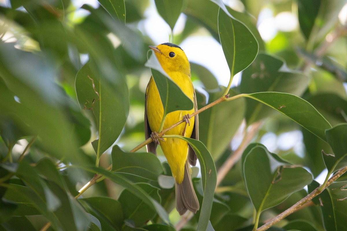 Wilson's Warbler - ML646348131