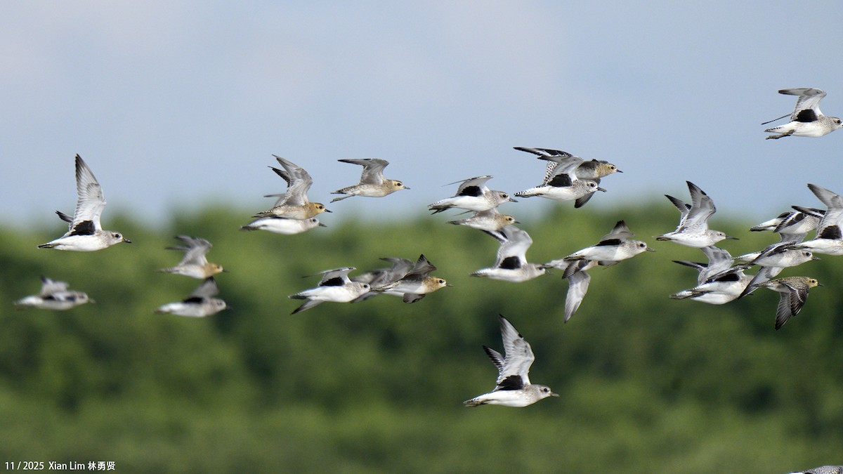 Black-bellied Plover - ML646348133