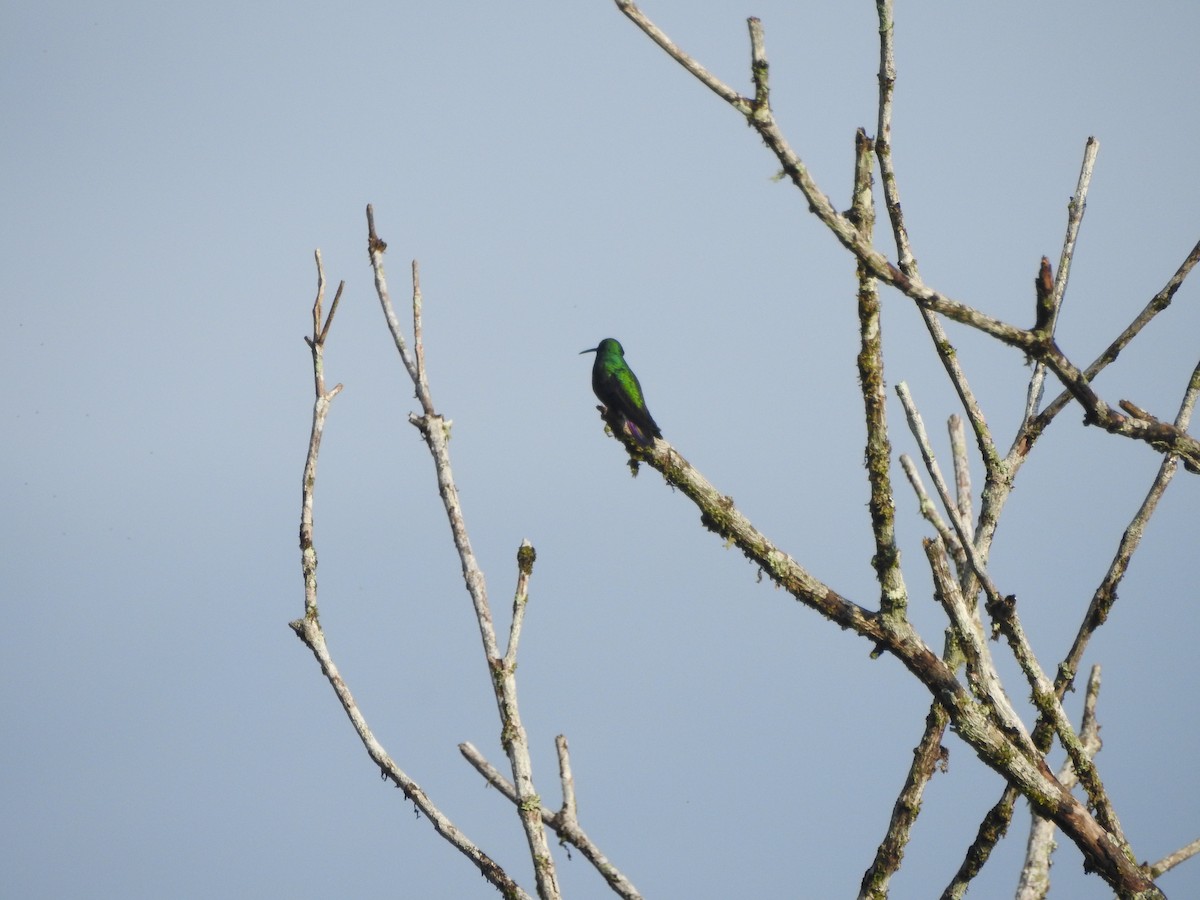 Black-throated Mango - ML646348134