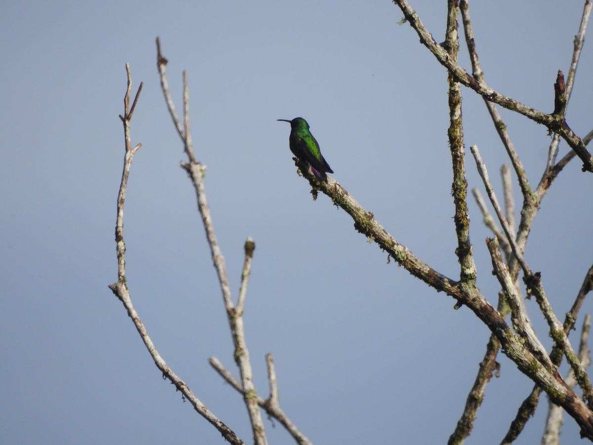 Black-throated Mango - ML646348135