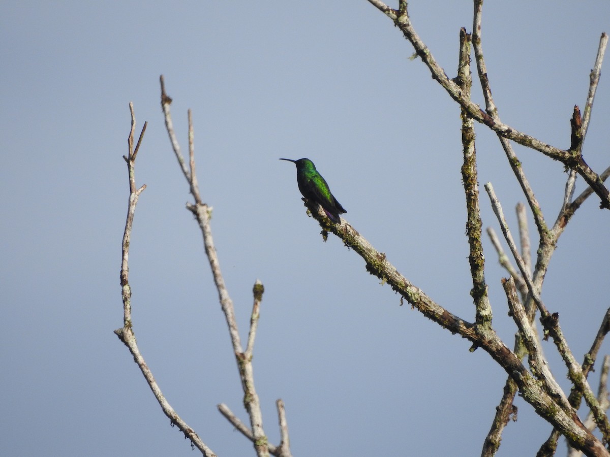 Black-throated Mango - ML646348136