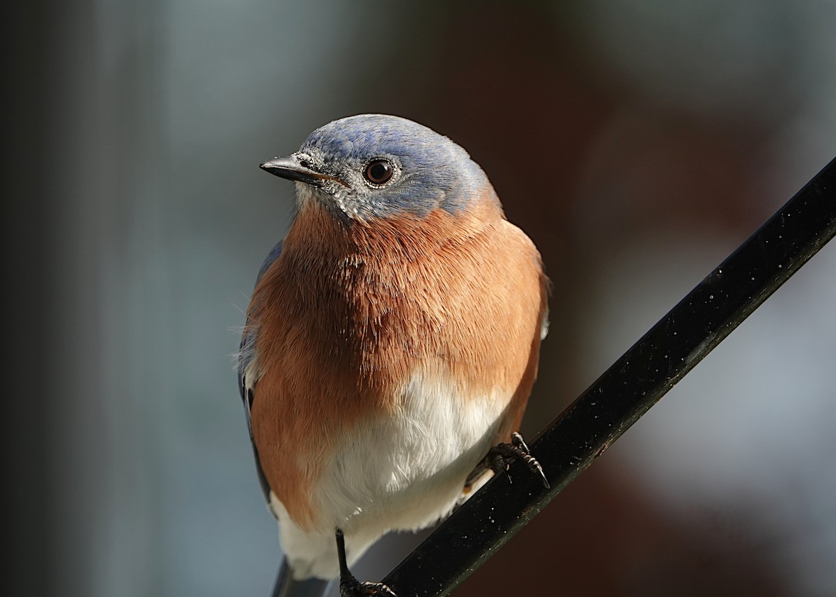 Eastern Bluebird - ML646348139