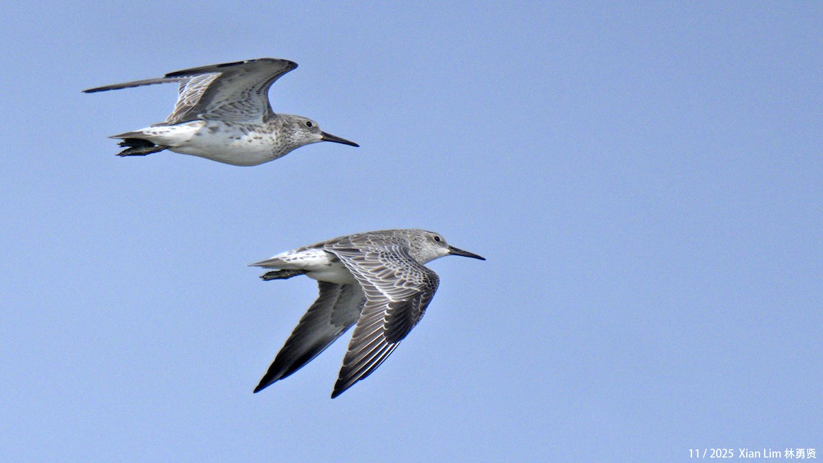 大濱鷸 - ML646348146