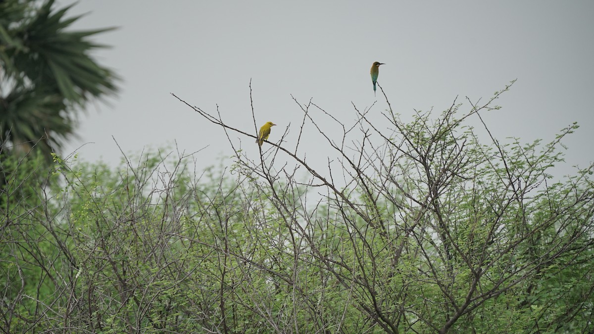 Indian Golden Oriole - ML646348148