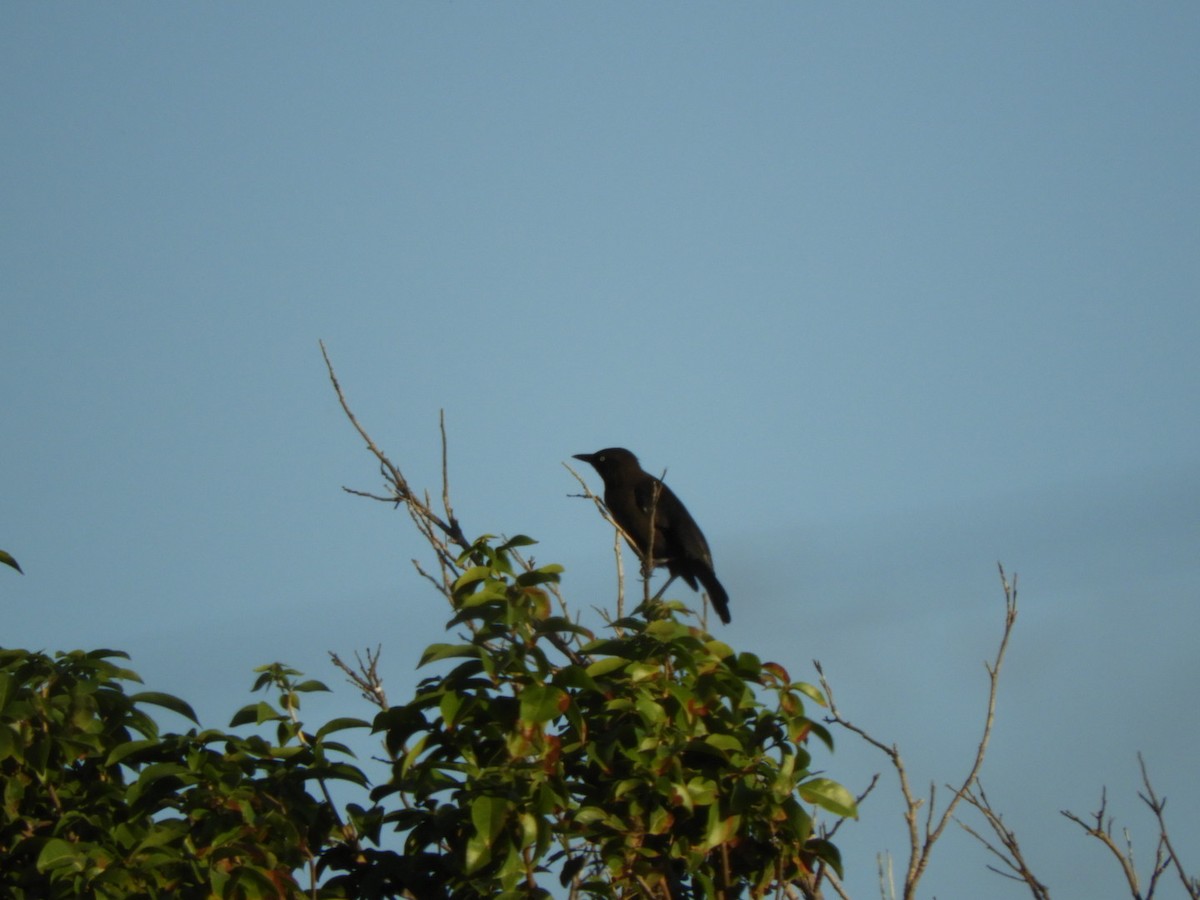 Carib Grackle - ML646348149
