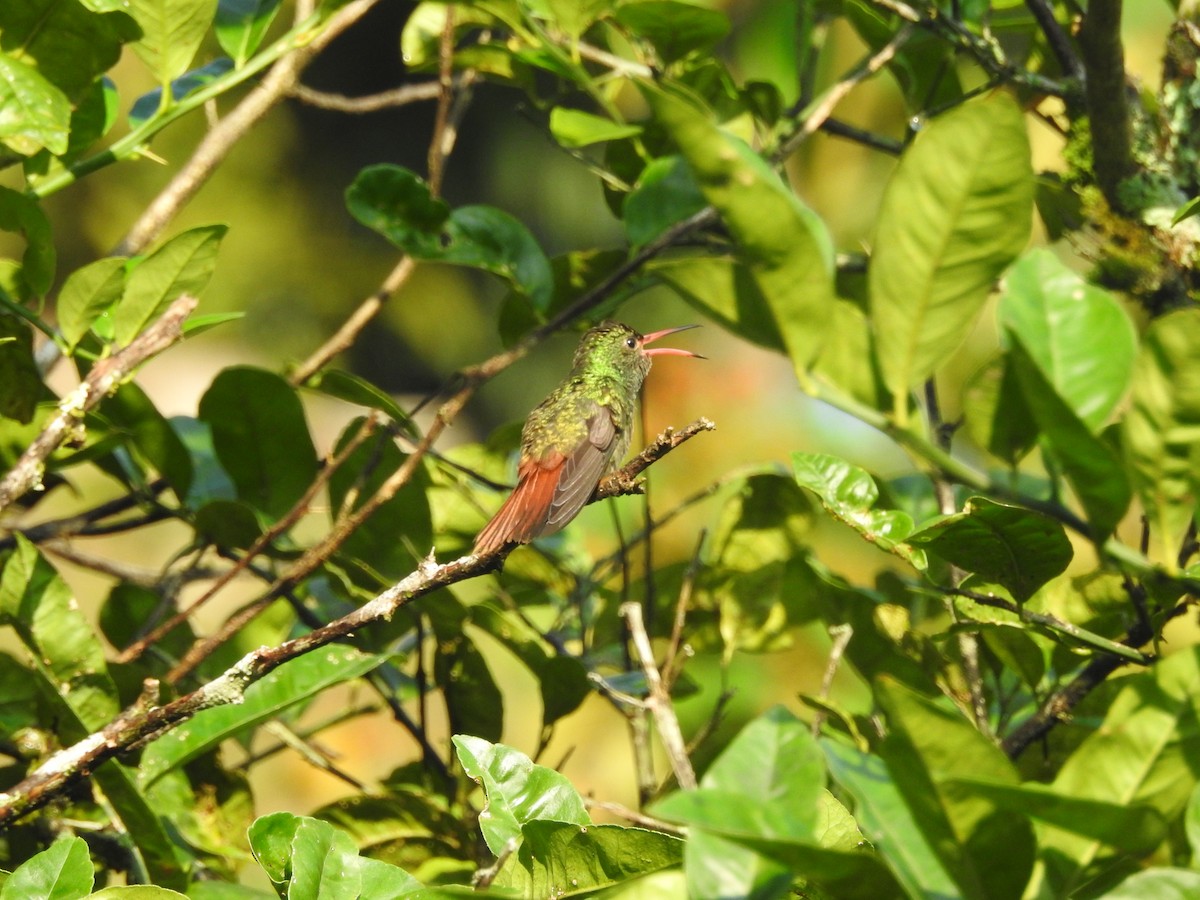 Rufous-tailed Hummingbird - ML646348160